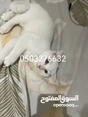  2 قط للتبني عمر 3 شهور ذكر Cat for adoption, 3 months old (male)