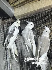  2 كوكتيل مستويات جميلة