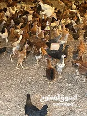  1 دجاج عماني فرنسي هجين بصحه جيده للعمر 3 شهور