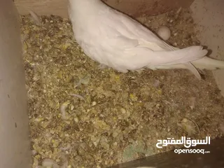  17 3 جواز حب شغالات مع بيض وفراخ مقفصات