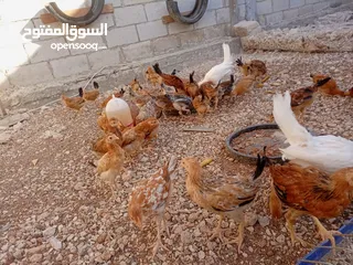  8 صوص بلدي للبيع