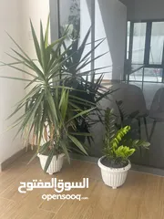  1 2 beautiful Plants