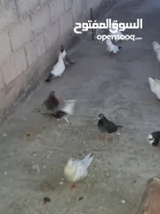  2 حمام .......