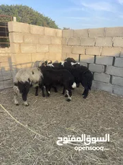  1 للبيع كباشه الدار فول سمنه