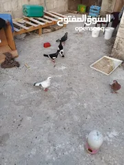  5 حمام للبيع