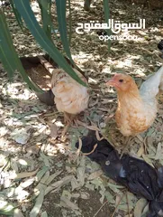  3 افراخ الوهمان عمر ثلث شهور وقريب ع اربعه للبيع يلي بدو يتصل