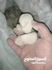  9 نجيل طبيعي نجيل ديكوندرا