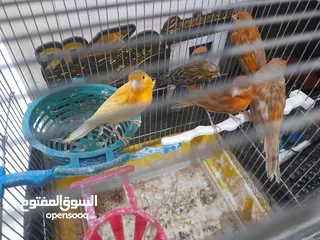  5 صلات النبي كوم كنار للبيع صحه ونضافه والوان بجنن