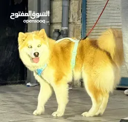  1 انثى لاسكه عمره 9 شهور قريب تطلب وزاج اول مره