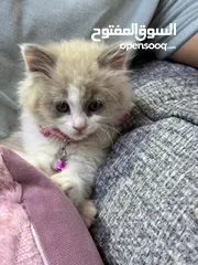  2 قطه شانشيلا