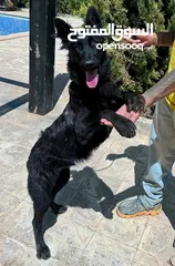  2 جراء بلجن مالينو و الراعي الهولندي (Belgian Malinois & Dutch Shepherd)