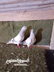  5 متاح جوزين شغالات