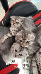  3 ثلاث قطط للبيع النوع سكوتش فولد السعر 50