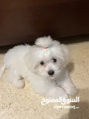  5 فرينش تيرير  صغير وذكي للبيع - عمره 4 شهور