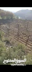 3 معرش عنب بسعر مغري كثييير مع نبعة مي