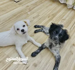  3 Cute puppies available