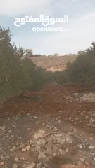 1 anas anas aa