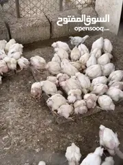  2 دجاج للبيع 