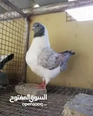  1 مطلوب اناث حمام مدينه