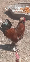  2 2كوبيات دجاج