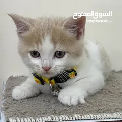  1 قطط ذكر وانثي