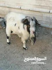  3 صخل بلجيكي مستورد عمر سنتين صخل فحوليه فول وبيه ضمان صخل خالي من كل عيب صخل معلوف علف براسه