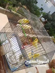  23 عصافير كنار للبيع جواز جاهزه في  اشي مع بيض واشي مش مع بيض وفي فراخ صغار جواز