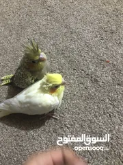  3 افراخ كوكتيل للزق