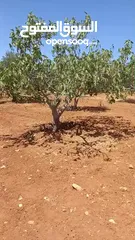  5 ارض مميزه للبيع في ذيبان