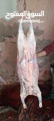  6 لحام منزلي متنقل لذبح كافة الاضاحي والعقائق والنذور