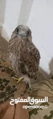  2 طيور للبيع