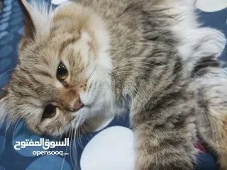 2 قطط للبيع شرازي(ما يجيني شخص ما عماني ما من مسقط)