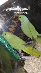  8 Green parrot 2 breading pair 100% bread pair
