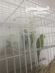  3 طيور بادجي