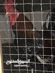  28 دجاج وحمام للبيع