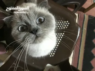  4 للبدل قطة بريتش شورت هير فولد ايرز
