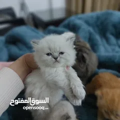  5 قطط  بريتش مكس هملايا بيكي فيس
