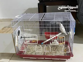  4 جوز روز البينو عين حمرا حبات جامبو بالصلاه على النبي الطيرة فل لامه قش وقريب تبيض ان شاءالله