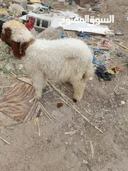  4 خروف للبيع