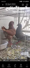  3 Urgent all breeding pair with egggs