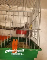  1 يوجد لدي اربع ببغاوات كوكتيل ما في ولا واحد منهم اليف في واحد بس شوي اليف  شاهد الوصف