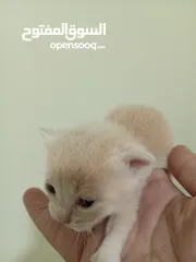  10 جوز قنفذ  وسلحفاه و قطه كتنز و بطه عدد 3 بطات  قنافذ اليفه و سلاحف بريه تربيه منزليه لقطه كوم هامستر