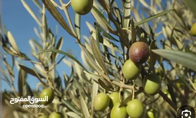  1 أرض حلوة ومرتبة.ع مستوى الشارع