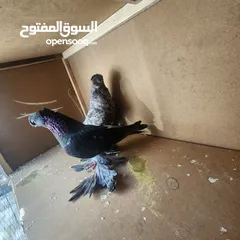  3 متاح جواز ازبك بزره الماني