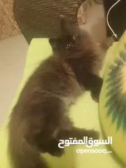  1 قط من ام بيجي فيس واب ھملايا
