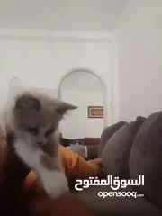  3 قط للبيع لطيف