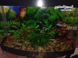  5 سمك زينه للبيع