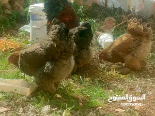 4 متاح بيض براهمي تركي وباكستاني مخصب ومكفول