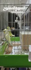  1 3 Love birds with cage and breeding box
