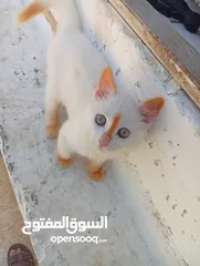  16 متوفر لدينا قطاط شرزي